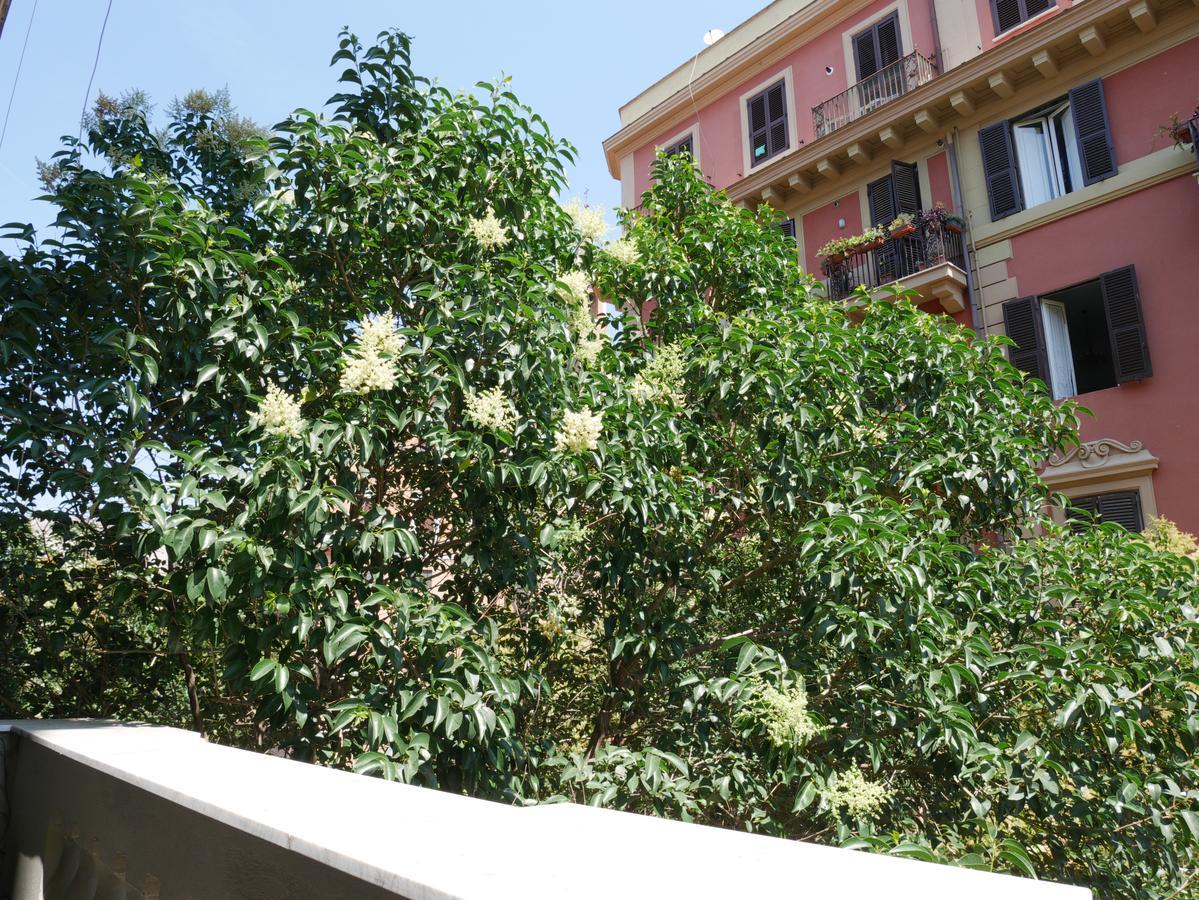 Nori Guest House Ρώμη Εξωτερικό φωτογραφία
